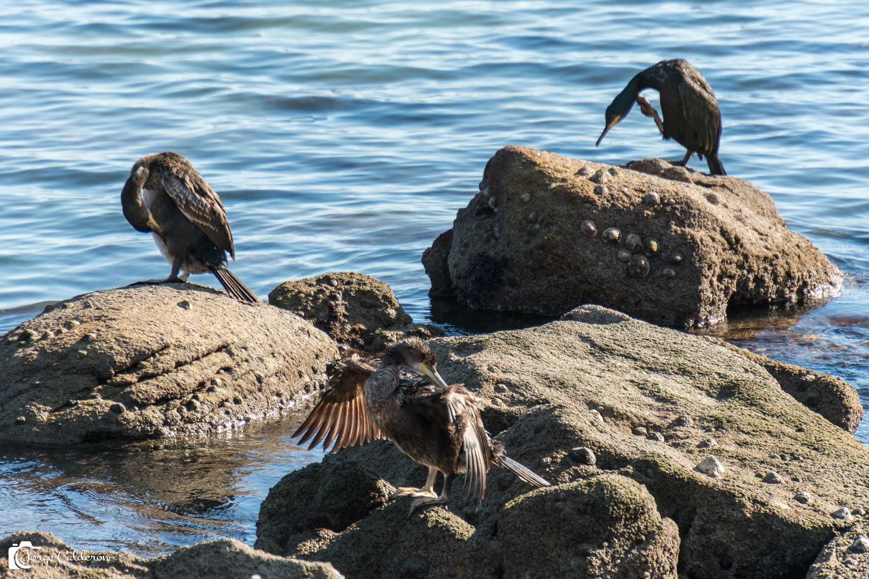 Aves